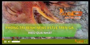 Thuốc trị bệnh newcastle ở gà có hiệu quả tốt nhất hiện nay